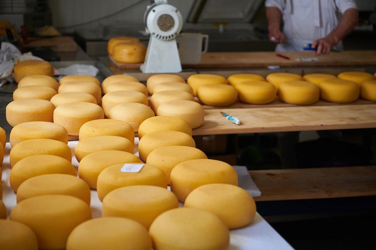 Gouda Cheese Wheels in Production